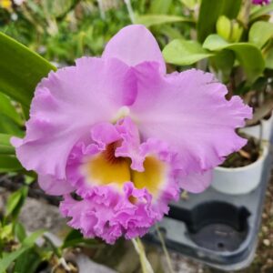 rosa-4.jpg Cattleya Rosada Adulta Premium