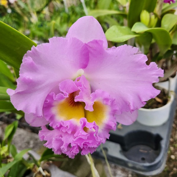 Cattleya Rosa Adulta Premium