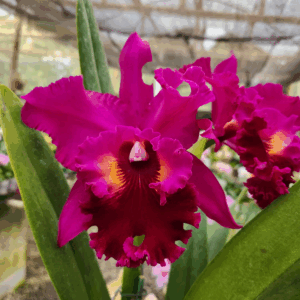 Cattleya Roxa Intensa Adulta Premium