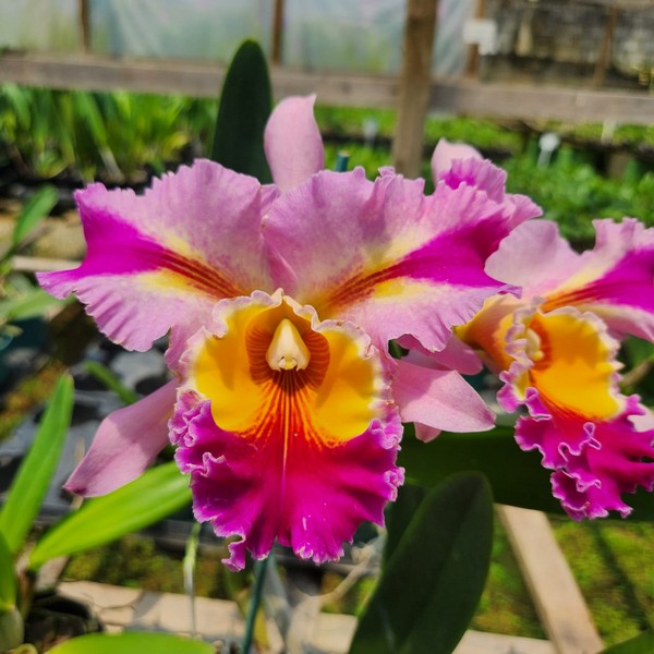 Cattleya Rosa Exótica Híbrida jovem 