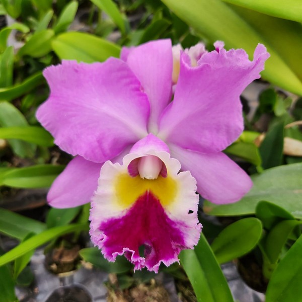 Cattleya Rosa Adulta Premium