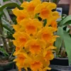 spc_000057603_000015672-e1709669087925.webp Dendrobium Densiflorum Jovem