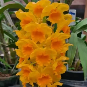 spc_000057603_000015672-e1709669087925.webp Dendrobium Densiflorum Jovem