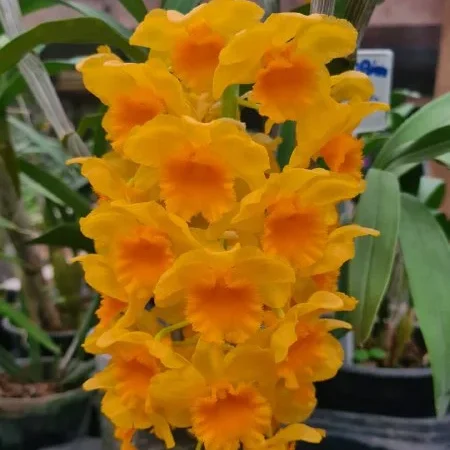 spc_000057603_000015672-e1709669087925.webp Dendrobium Densiflorum Jovem