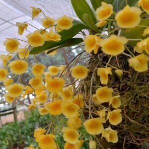 store-1200x1200-f5340ec35fcd38fc-1-e1730831642553.jpg Dendrobium Agregatum Jovem