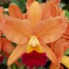 Cattleya Laranja Adulta Premium