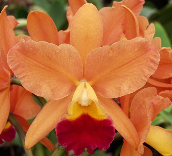 Cattleya Laranja Adulta Premium