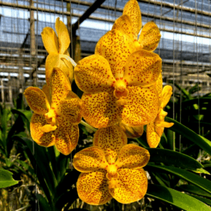 Vanda Amarela Pré Adulta