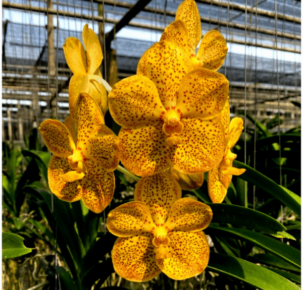 vanda-amarela.png Vanda Amarela Pré Adulta