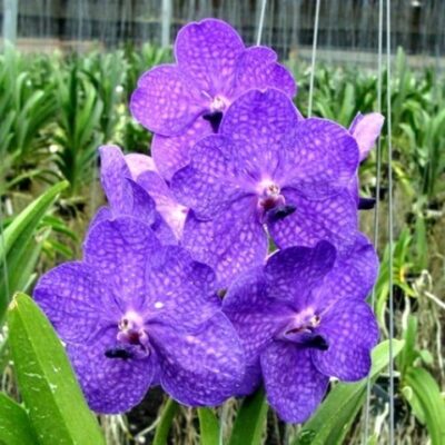 Vanda Azul Pré Adulta