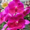 vanda-flor-rosa-anek-x-similian.jpg Vanda Pink Pré Adulta