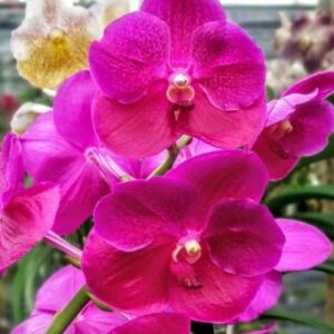 Vanda Pink Pré Adulta