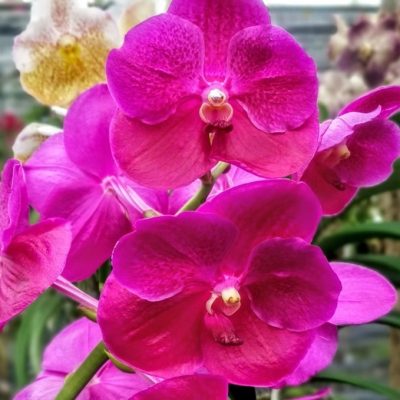 vanda-flor-rosa-anek-x-similian.jpg Vanda Pink Pré Adulta