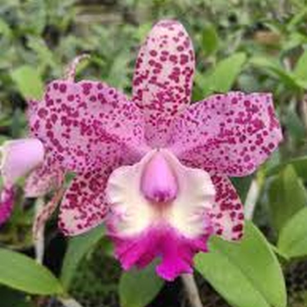 waxtoy-x-cruzeiro-do-sul.jpg Cattleya Pintadinha Adulta Premium